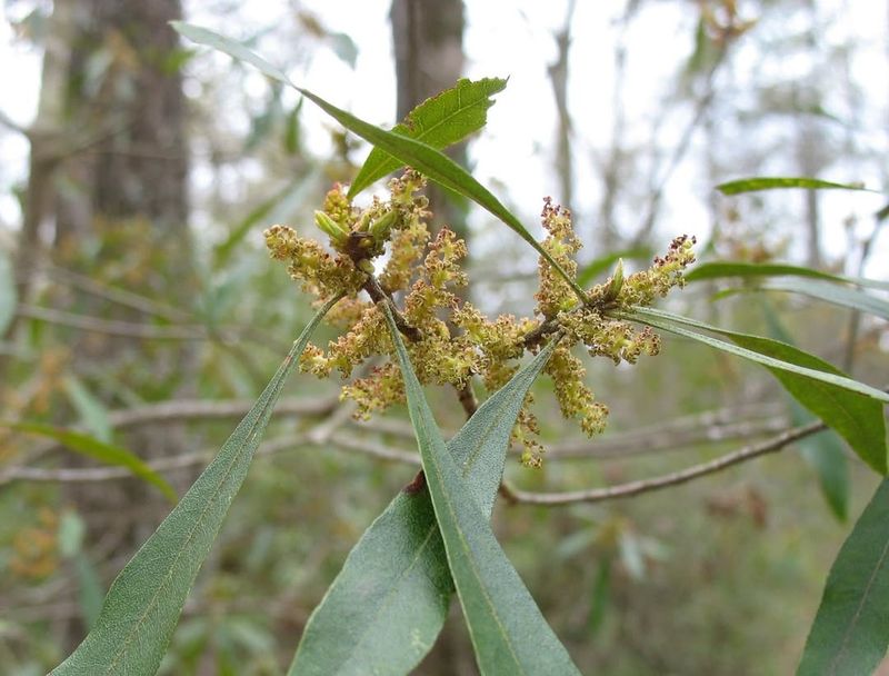Wax Myrtle Handles Moisture Changes Without Much Trouble Wax Myrtle Handles Moisture Changes Without Much Trouble