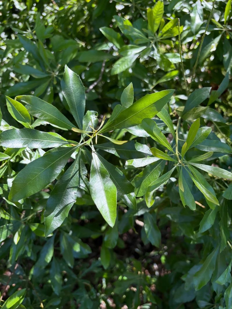 Wax Myrtle (Morella Cerifera) Wax Myrtle (Morella Cerifera)