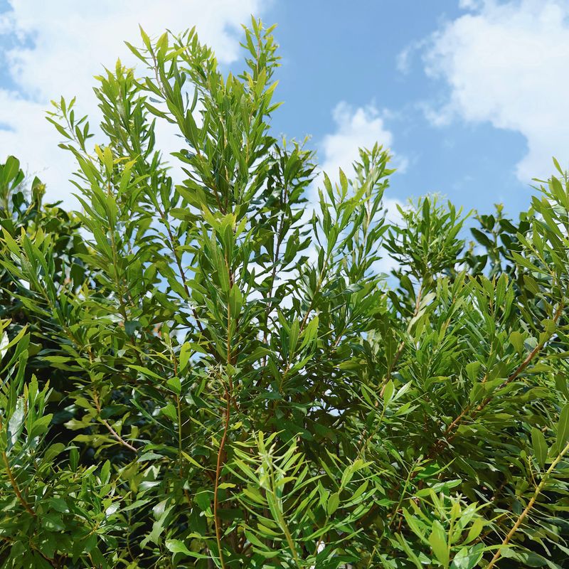 Wax Myrtle Stays Strong In Rough Spots