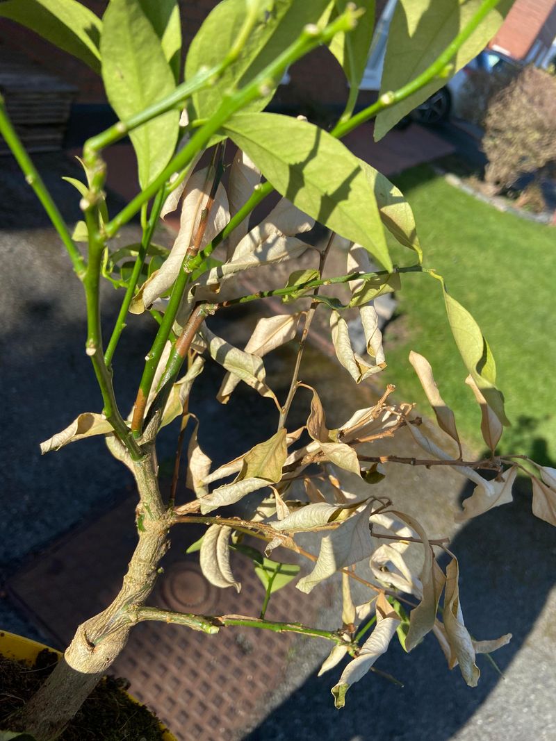 Weak New Growth Or Twig Decline Can Point To Deeper Trouble Weak New Growth Or Twig Decline Can Point To Deeper Trouble