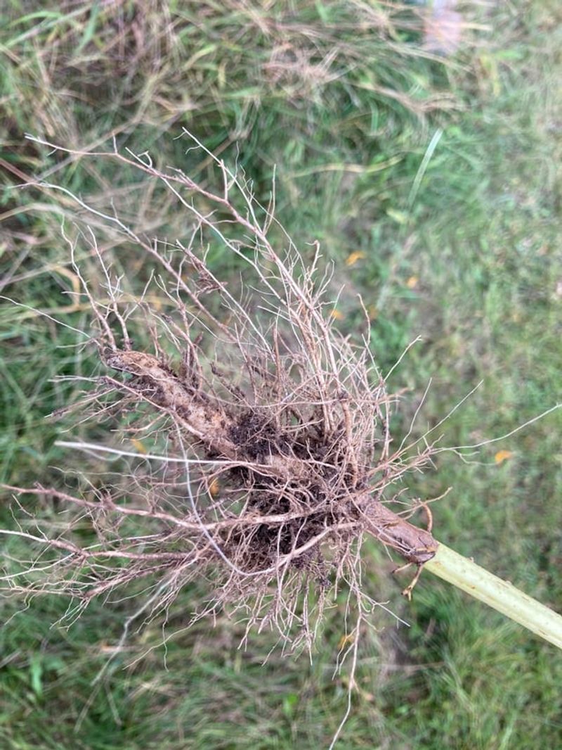 Weak Roots Mean The Soil Needs Work
