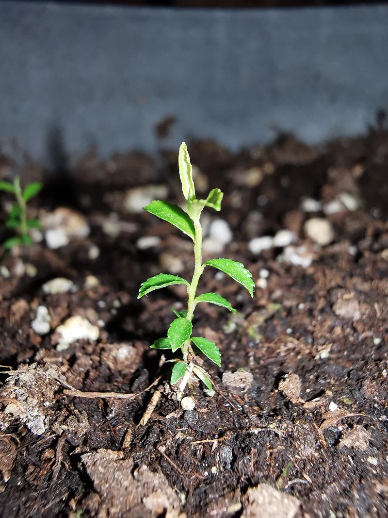 Weak Seedlings May Be Telling You Something