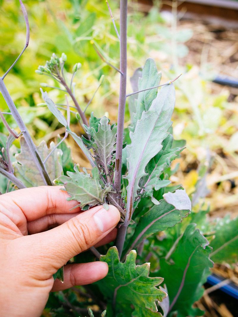 Weak Spring Vegetables Need Removal Before Replanting Starts