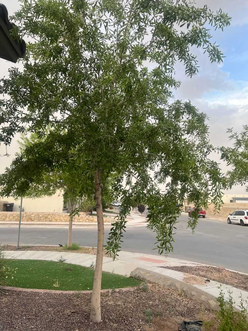 Weak Tree Branches Before Storm Winds Arrive
