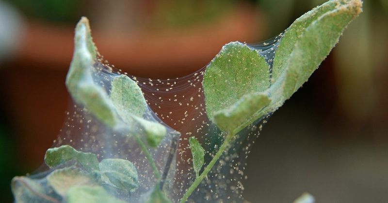 Webbing Means It Is Not Just Heat