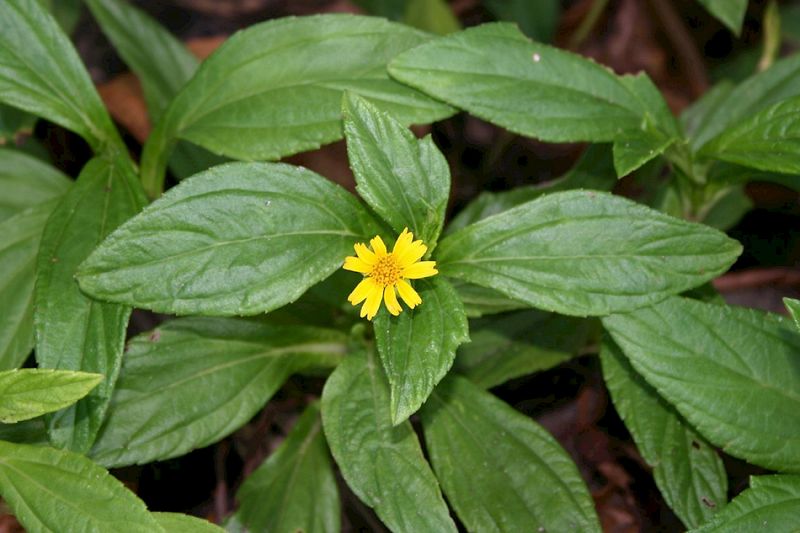 Wedelia Turns A Fast Groundcover Into A Long-Term Problem Wedelia Turns A Fast Groundcover Into A Long-Term Problem