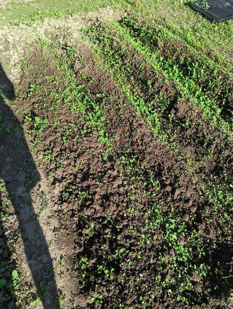 Weed Seeds Come Back Up