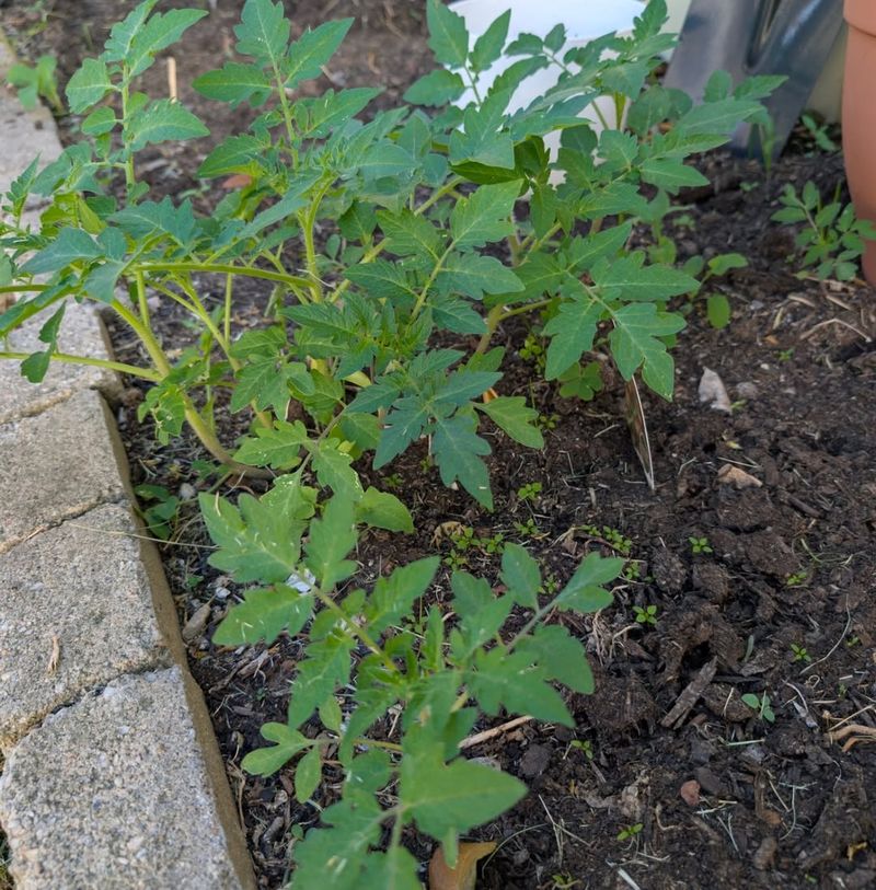 Weeds Around Tomato Beds Can Harbor Thrips Populations