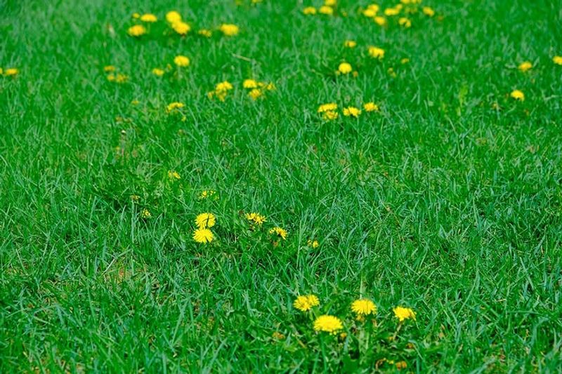 Weeds Become More Noticeable