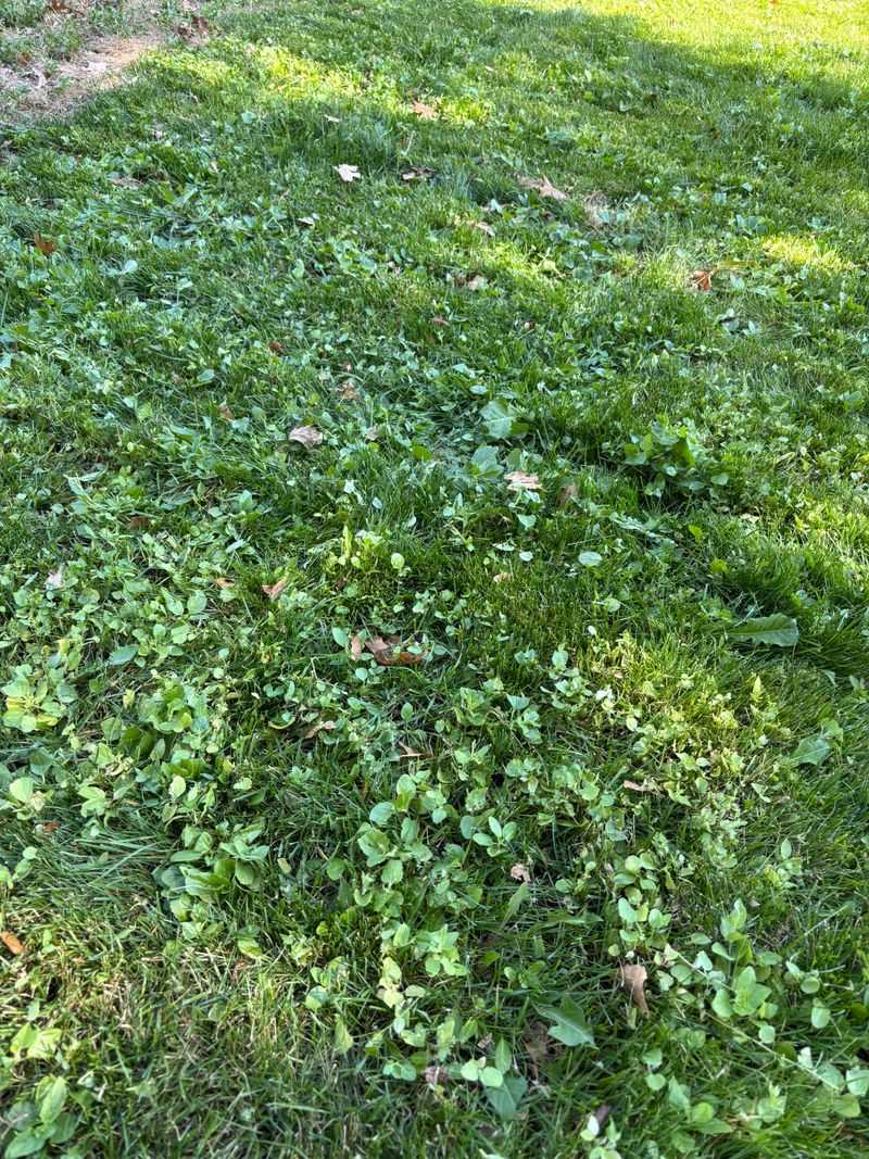 Weeds Can Move In