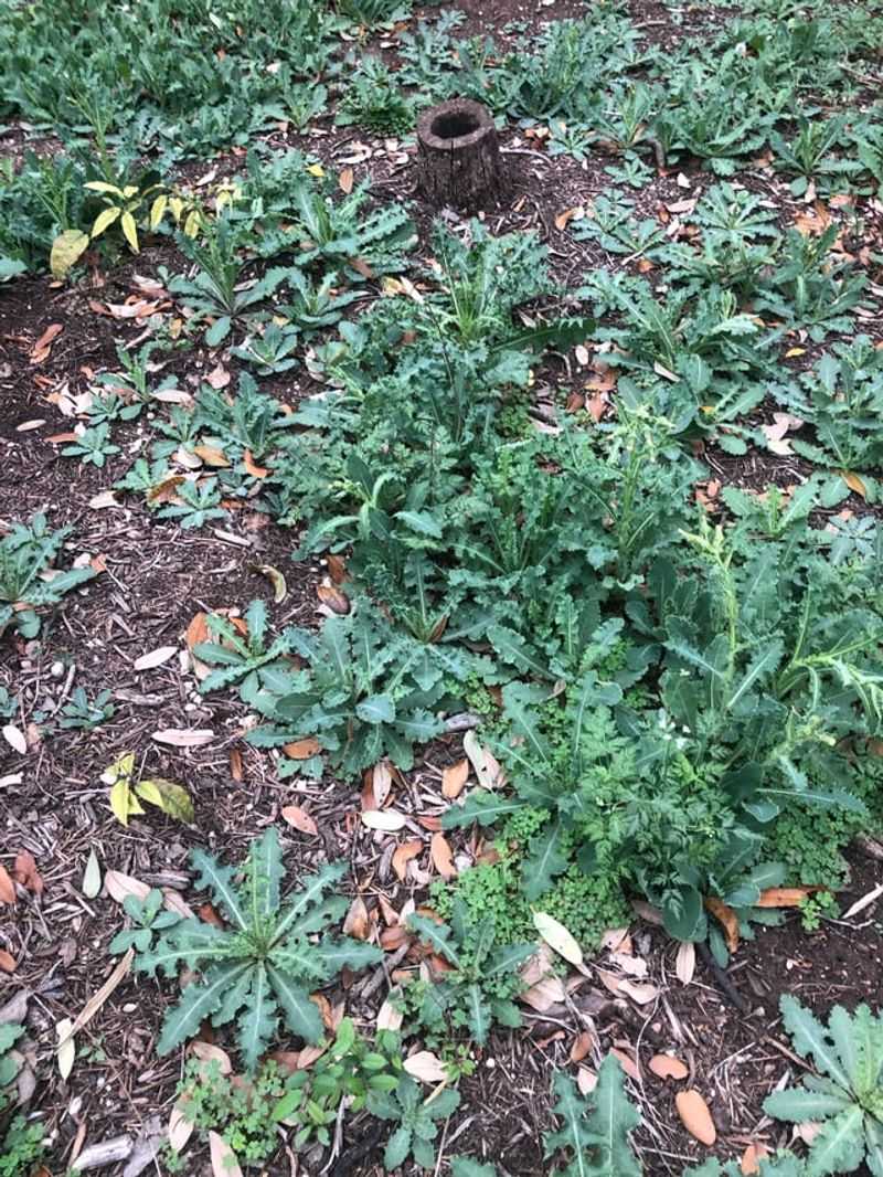 Weeds That Hold Damp Air Around Your Garden