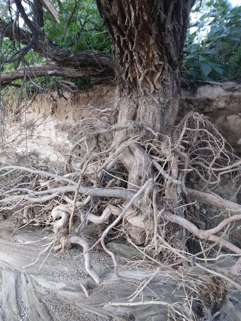 Weeping Willow