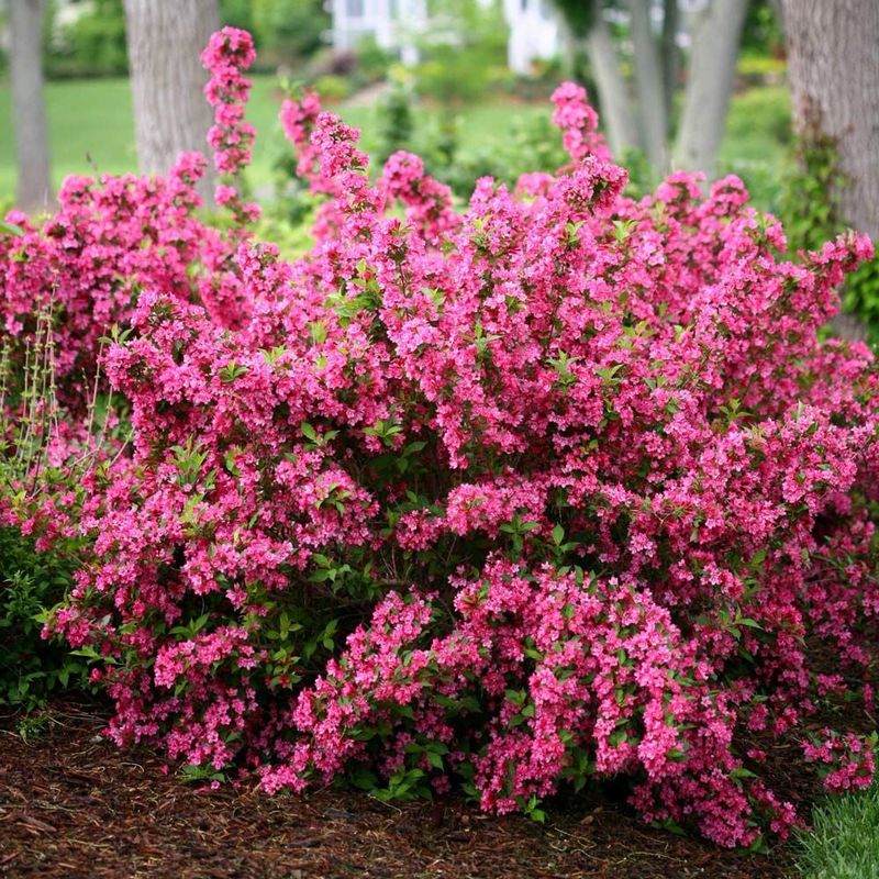 Weigela Is The Easiest Way To A Colorful Garden