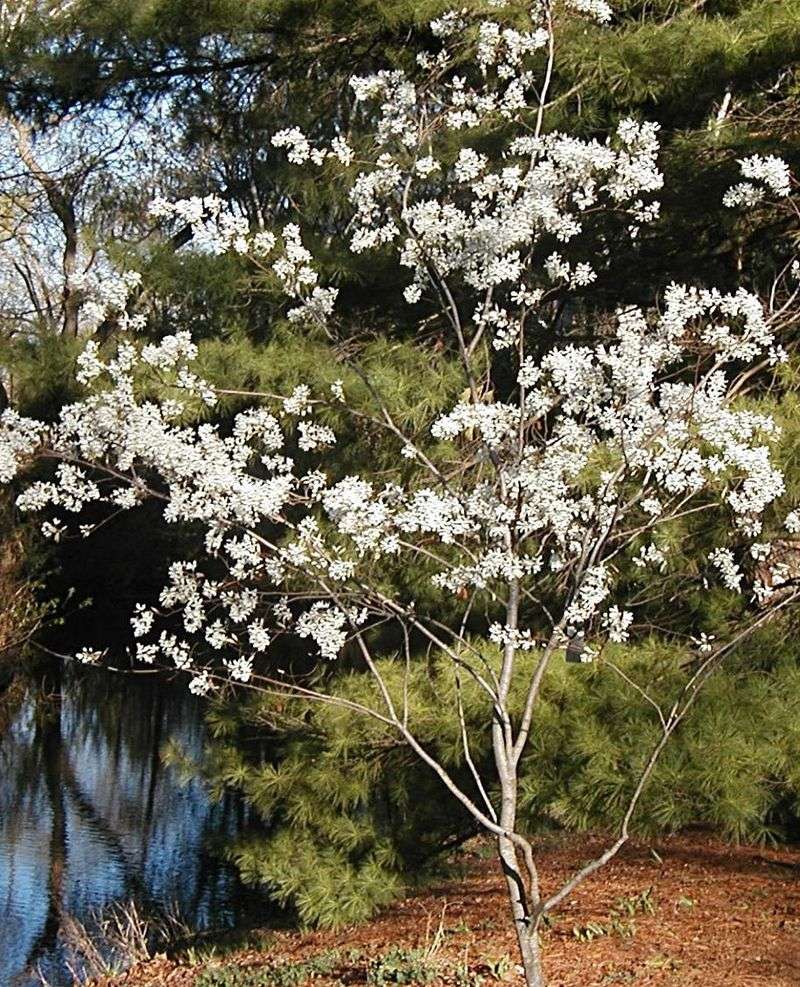 Welcome Serviceberry For Spring Flowers And Fall Color