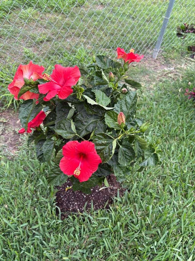 Well-Drained, Organic-Rich Soil