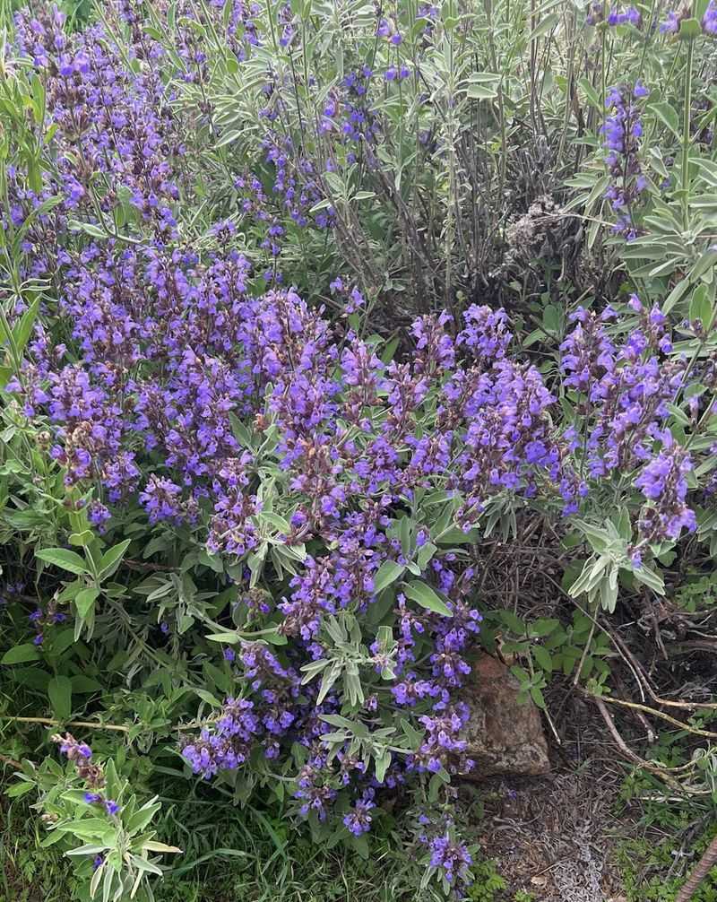 Well Drained Soil Helps Sage Stay Healthier Longer