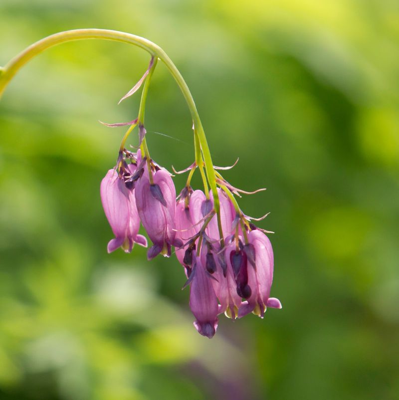 Western Bleeding Heart Adds Native Woodland Charm Western Bleeding Heart Adds Native Woodland Charm