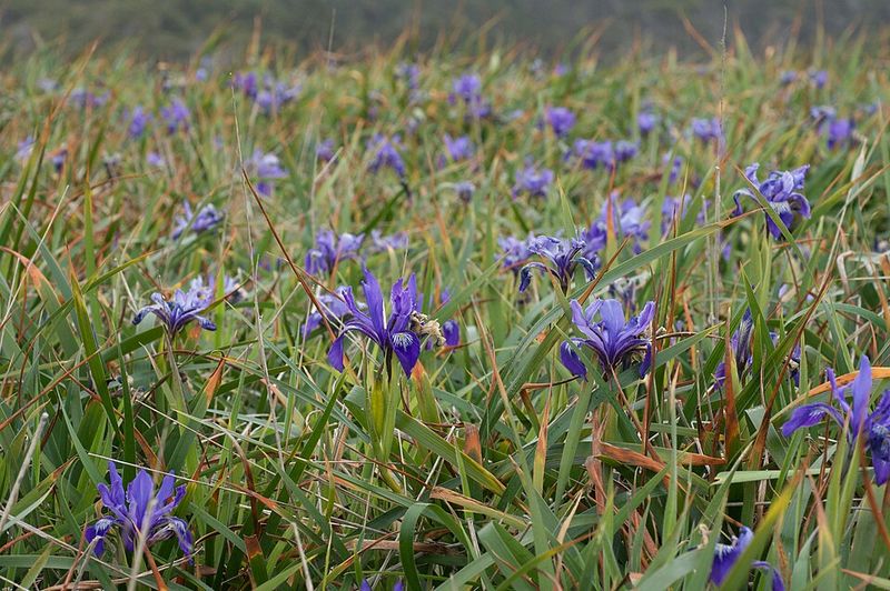 Pacific Coast Iris Adds Evergreen Elegance
