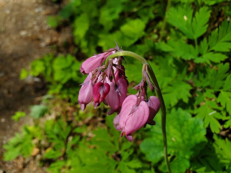 Western Bleeding Heart Western Bleeding Heart