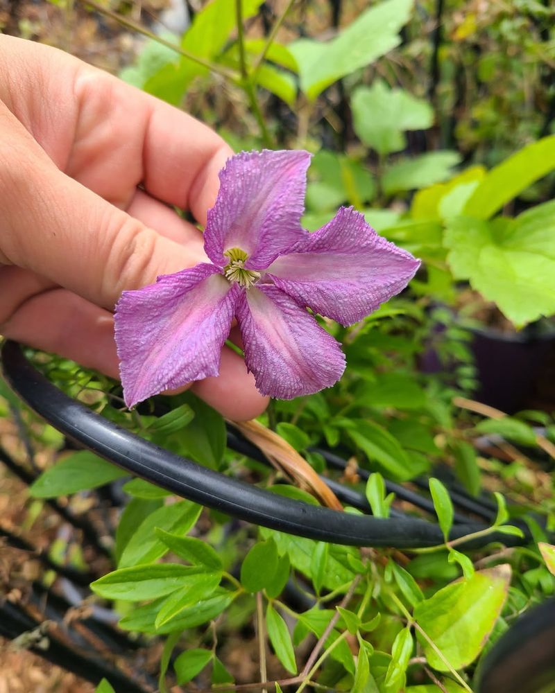 Western Blue Virgin’s Bower Turns Into A Native Privacy Screen