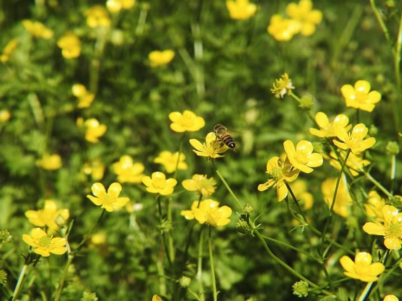 Western Buttercup
