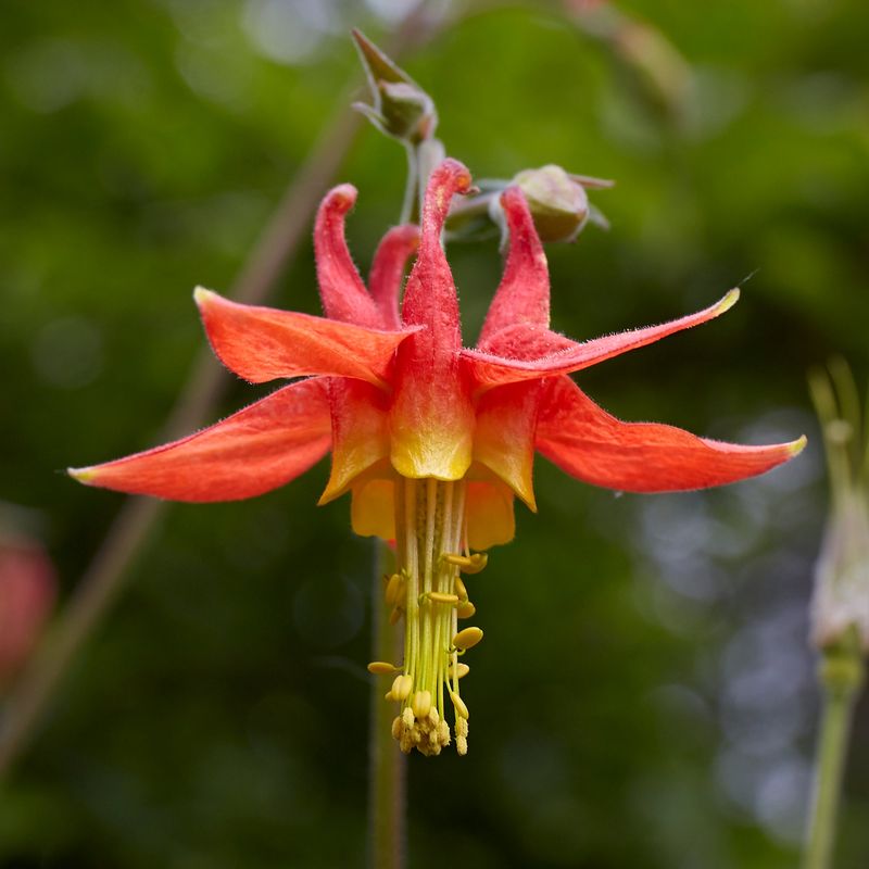 Western Columbine Adds Color To Shady Spots Western Columbine Adds Color To Shady Spots