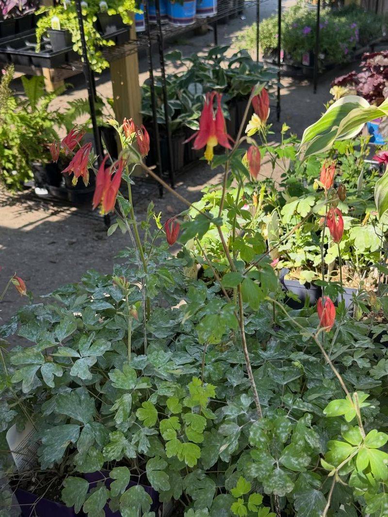 Western Columbine Adds Whimsy Near The Porch