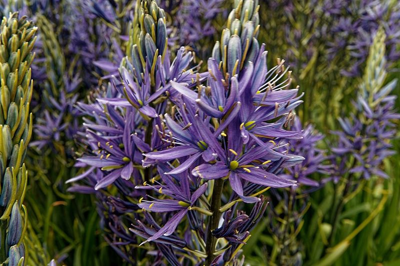 Camas Brings Classic Northwest Spring Color
