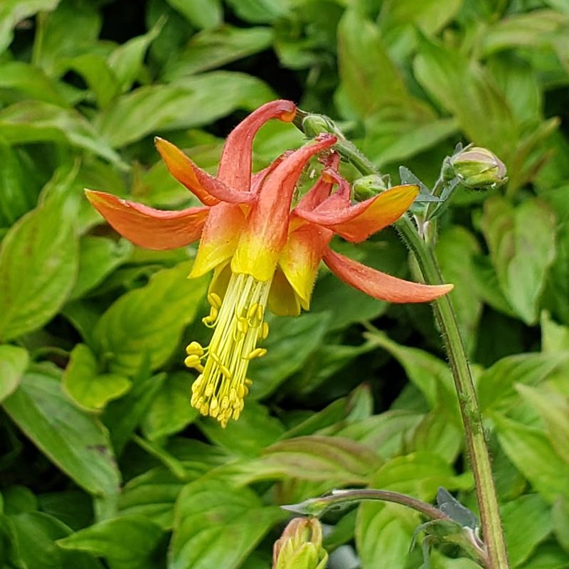 Western Columbine