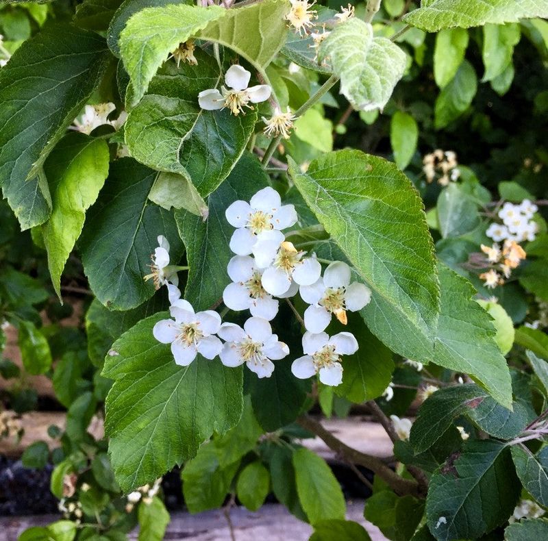 Western Crabapple Adds Spring Color And Character