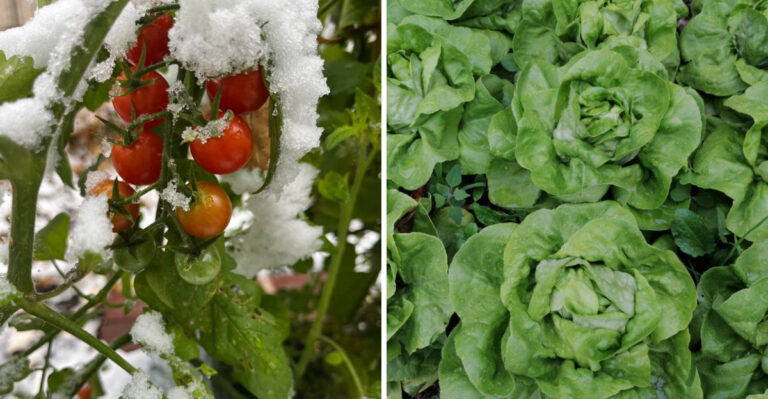 Western Oregon Vs Eastern Oregon Gardening Differences Every Grower Should Know