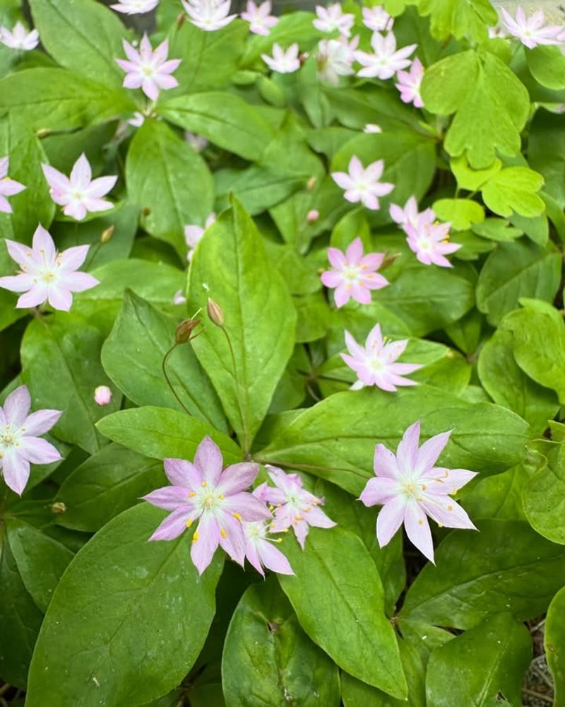 Western Starflower