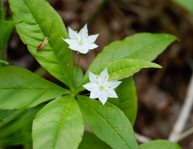 Western Starflower
