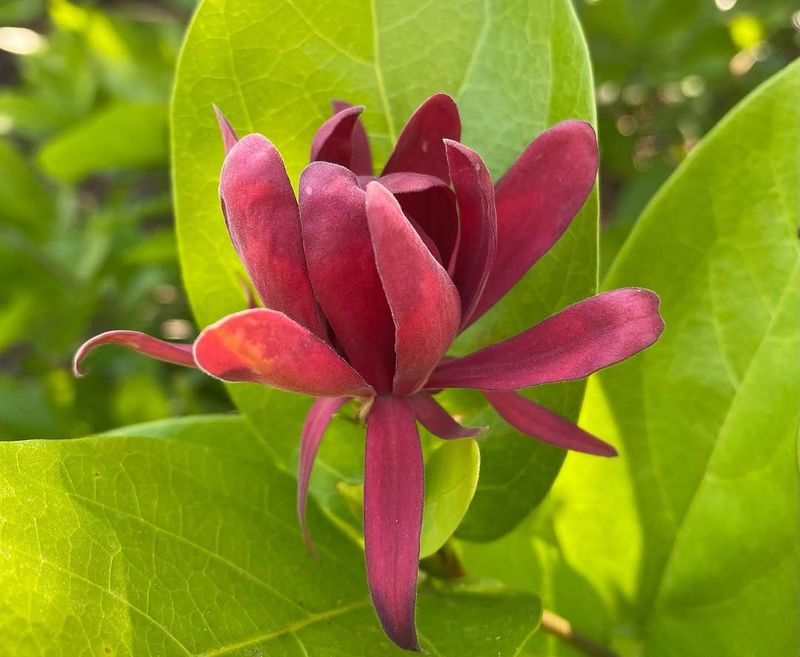 Western Sweetshrub 