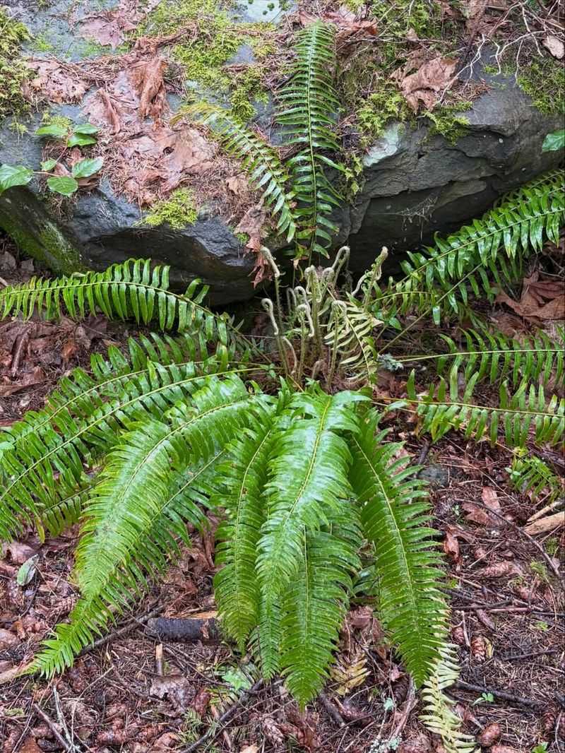 Western Sword Fern