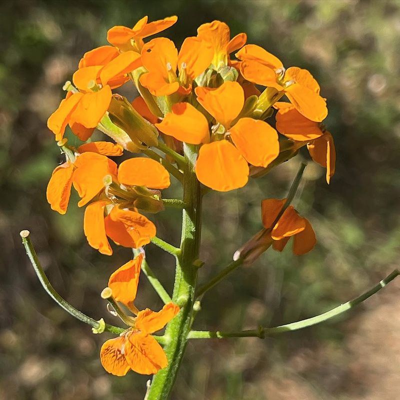 Western Wallflower Western Wallflower