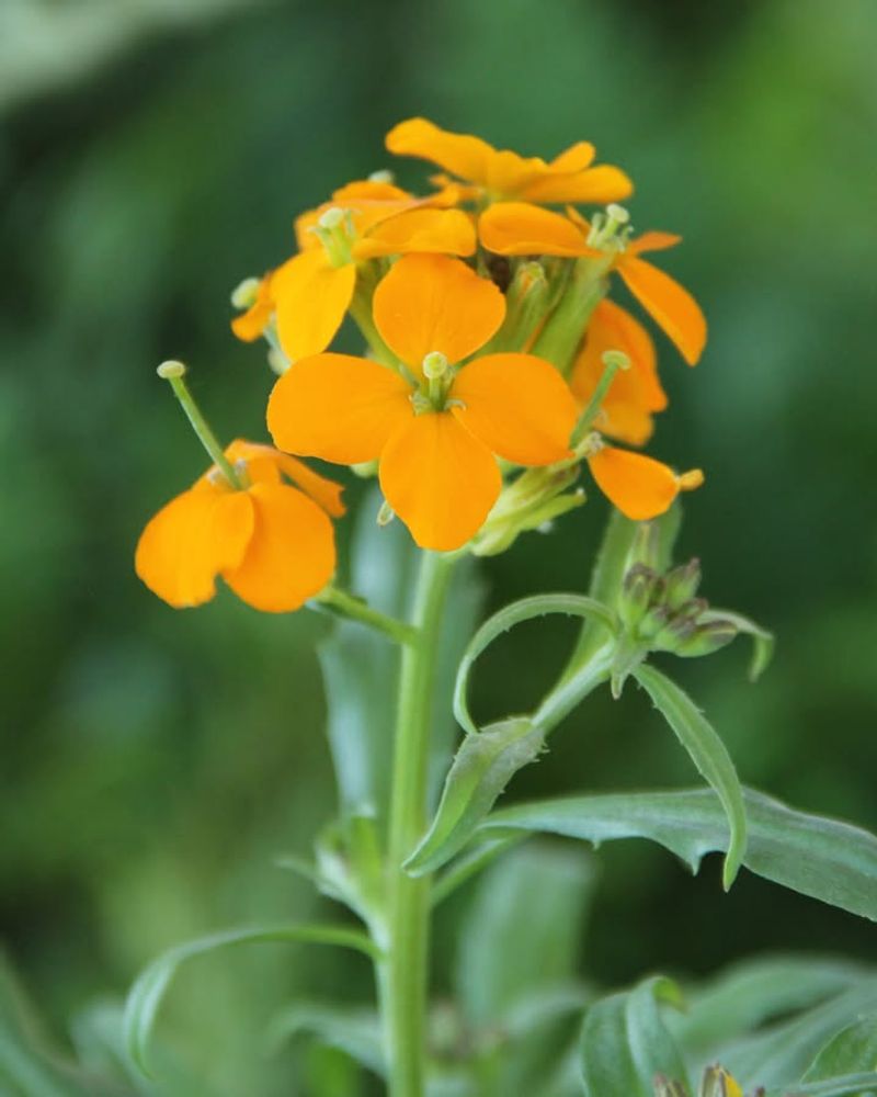 Western Wallflower