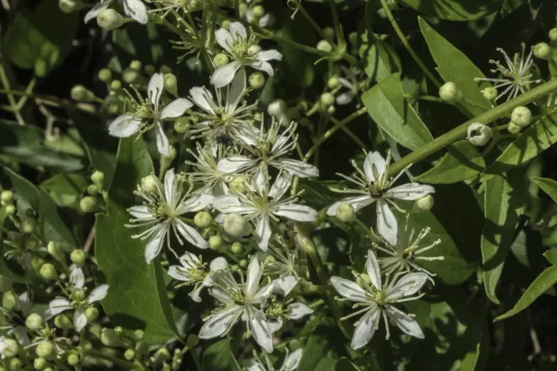 Western White Clematis Adds A Wild, Airy Curtain Of Green