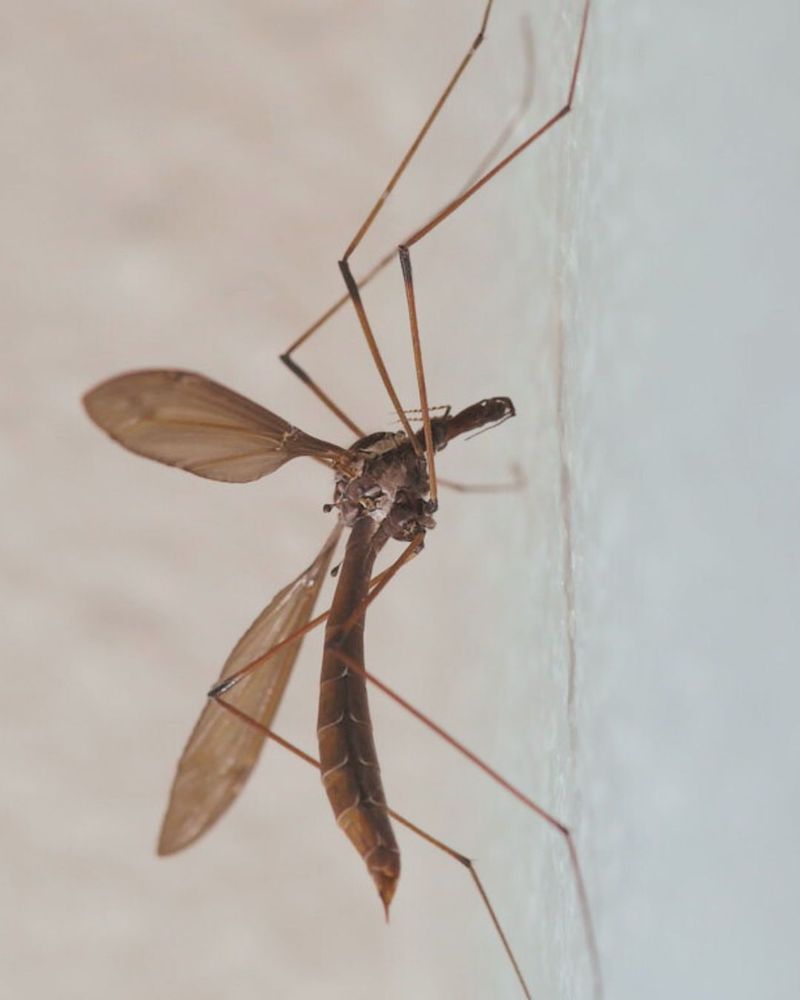 Wet Fall Weather Can Lead To More Spring Crane Fly Pressure
