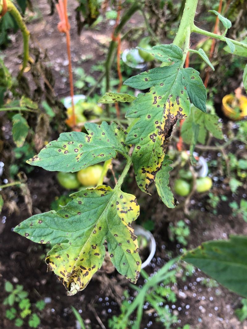 Wet Foliage Gives Leaf Spot A Head Start