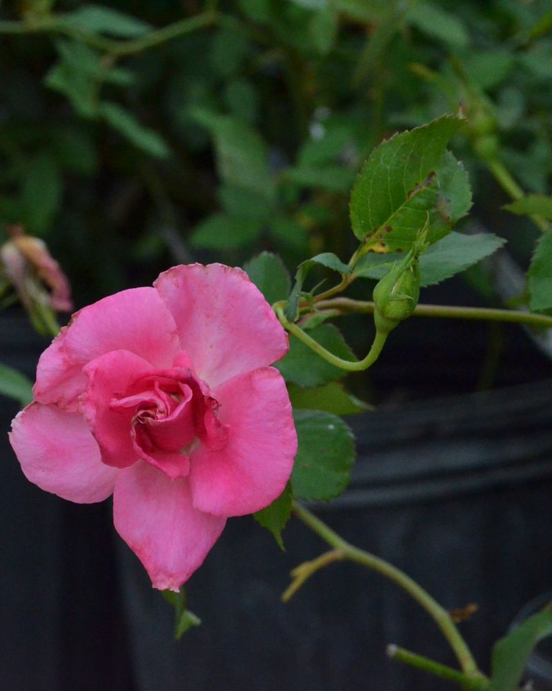 Wet Leaves Overnight Trigger Major Rose Disease Problems