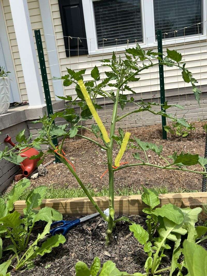 Wet-Plant Gardening That Spreads Trouble Fast