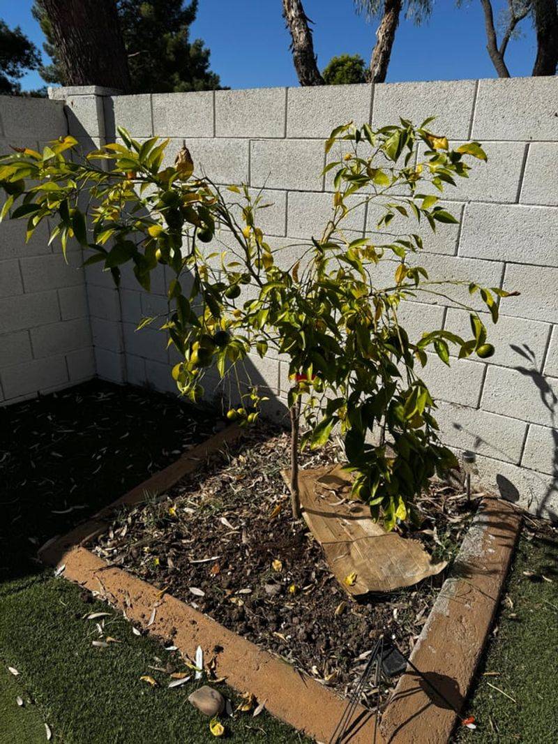 Wet Soil Around The Trunk Can Create Problems