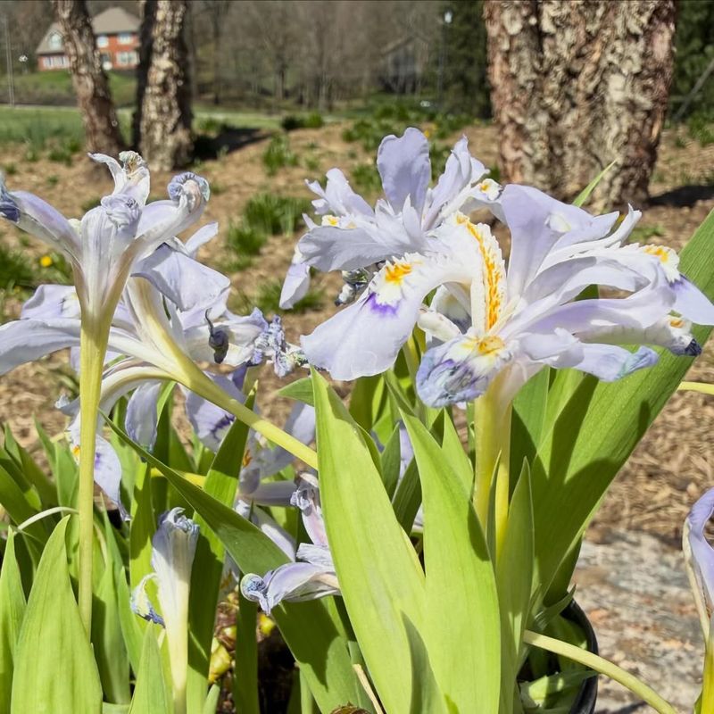 Wet Soil Can Create Problems Around Iris Rhizomes