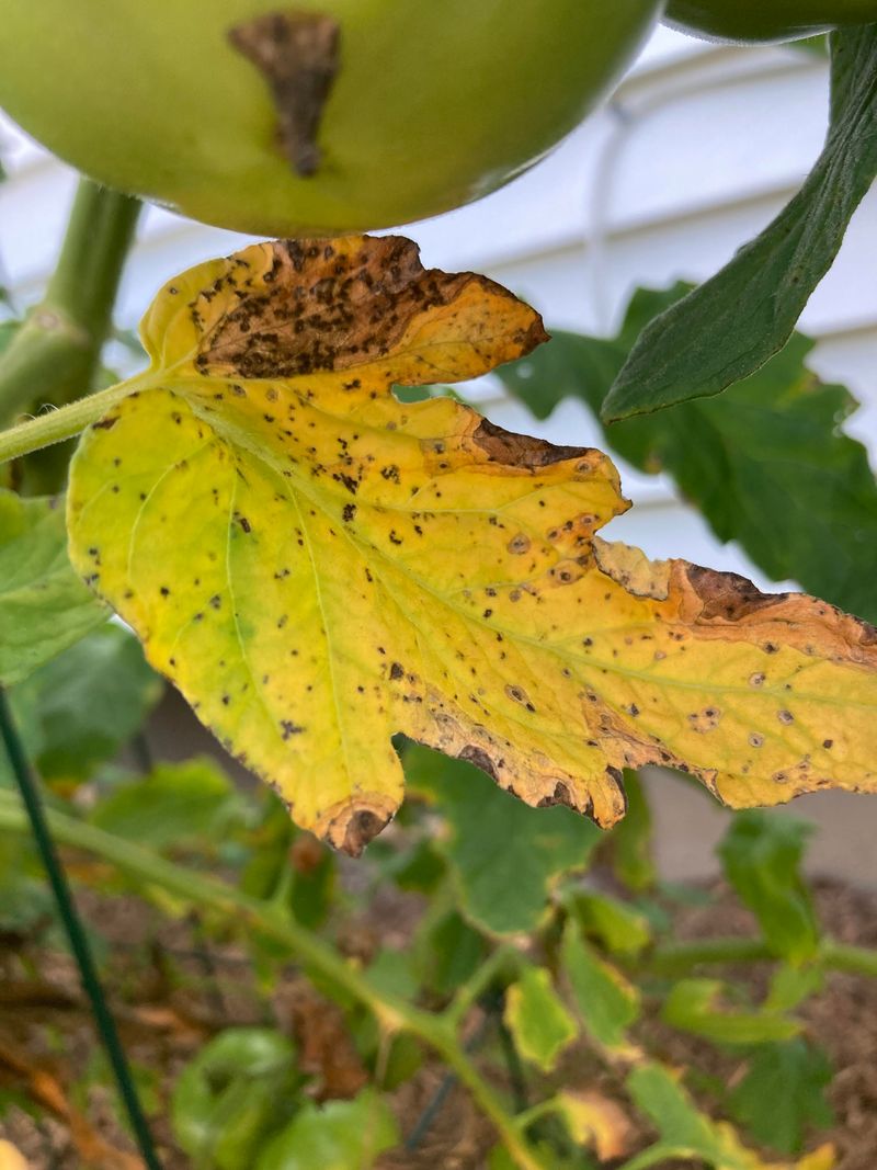 Wet Tomato Leaves Are An Invitation For Disease, Keep Them Dry
