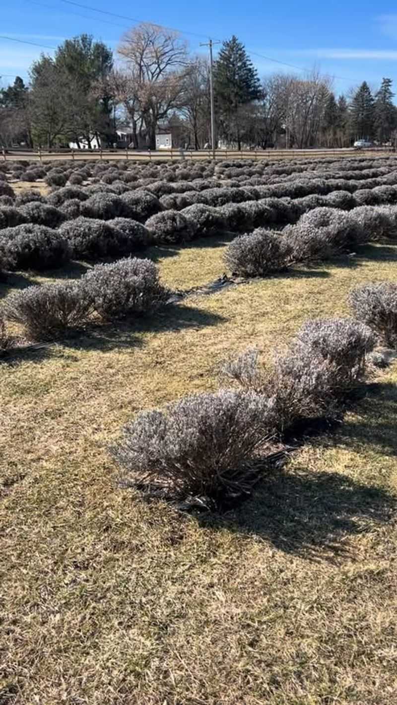 Wet Winters Can Damage Established Plants