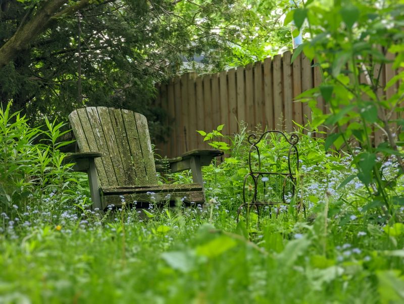 What 31 Days Of Growth Does To An Ordinary New Jersey Backyard