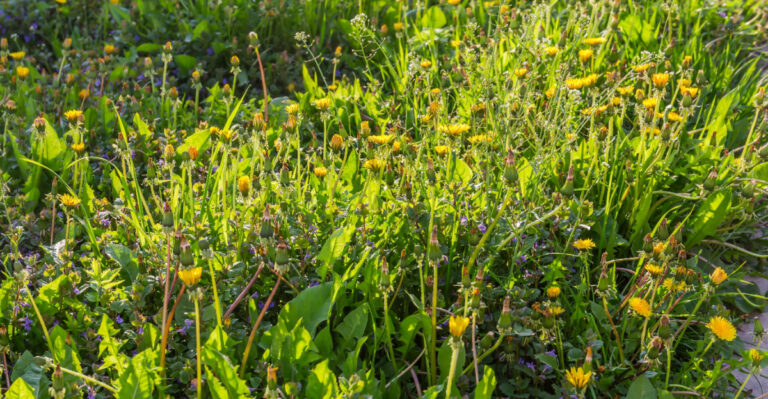What Actually Grows In A Virginia Lawn When You Put The Mower Away For 30 Days