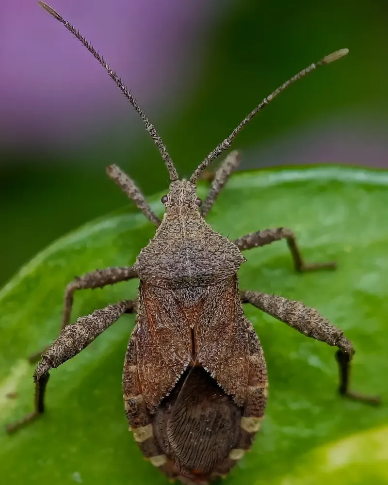 What Are Squash Bugs And Why Should New Jersey Gardeners Care?
