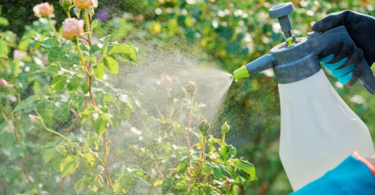 What Arizona Gardeners Should Avoid Spraying During Extreme Heat